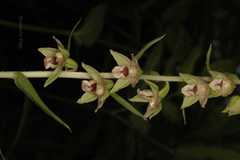 Epipactis helleborine
